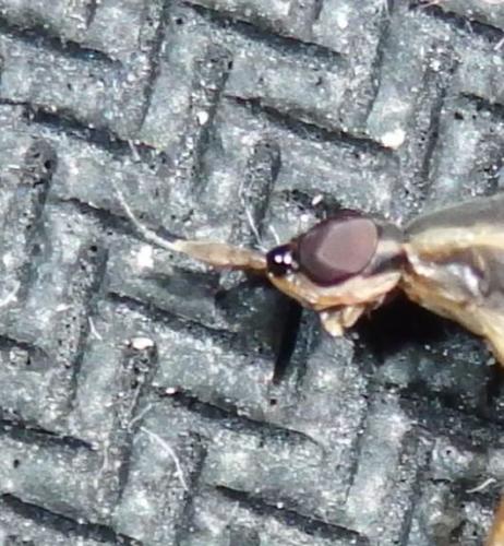 Réf. 343 079 : Glyphidops filosus